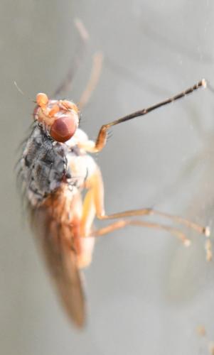 Tephrochlamys flavipes